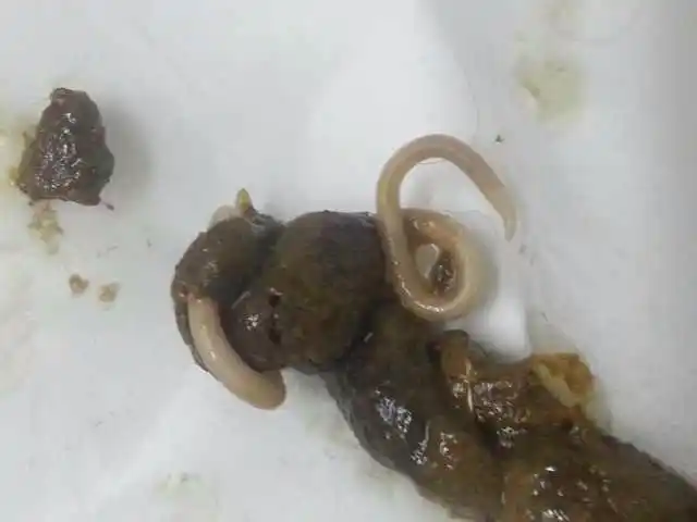 有没有学过或者干兽医的朋友帮帮忙 两个月的狗狗