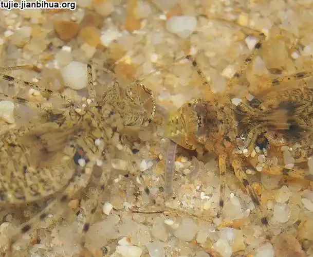 图解蜻蜓的孵化过程