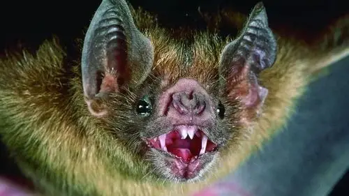 吸血蝠会危害人类吗?