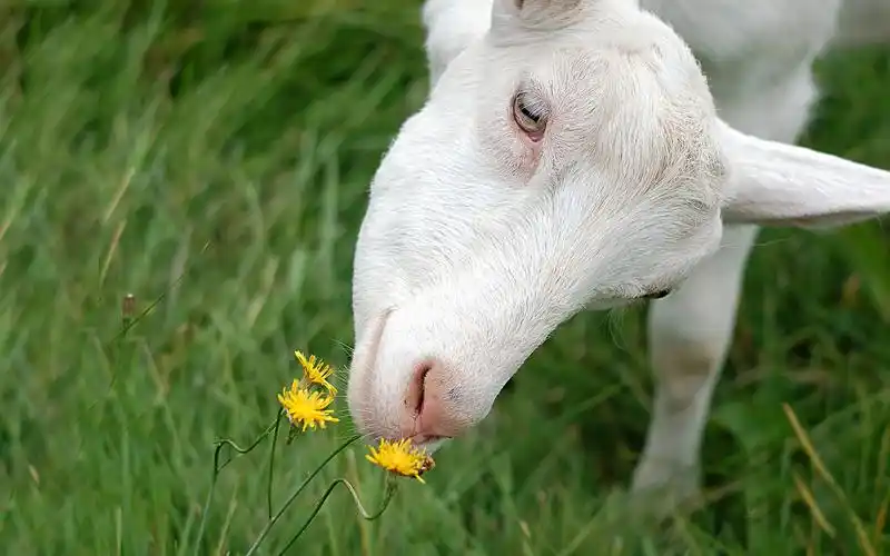 温驯可爱的山羊桌面壁纸下载 第二辑