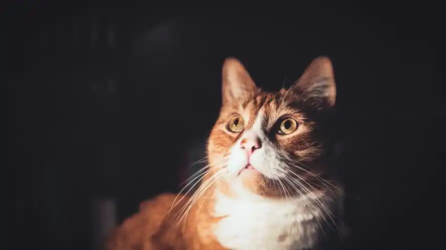 可爱萌宠猫咪高清宽屏桌面壁纸高清大图预览1920x1080_动物壁纸下载