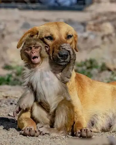 82的男狗和92的女猴婚配如何1982女年属狗1992男属猴婚配