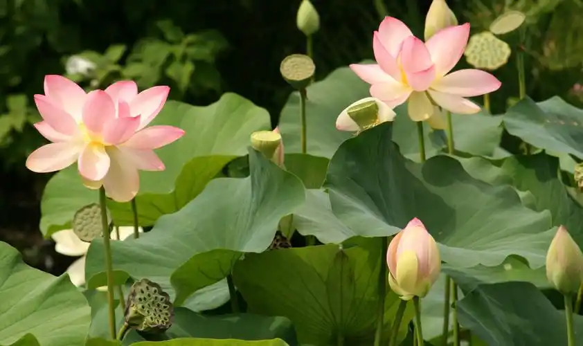 莲花甚是唯美,放一朵在家可好