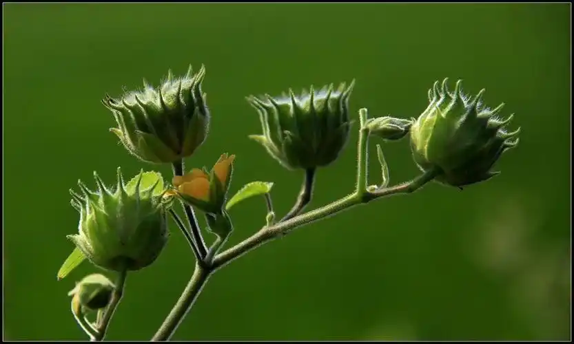 苎麻图片 苎麻野菜图片[2/9]_植物花卉_美桌网