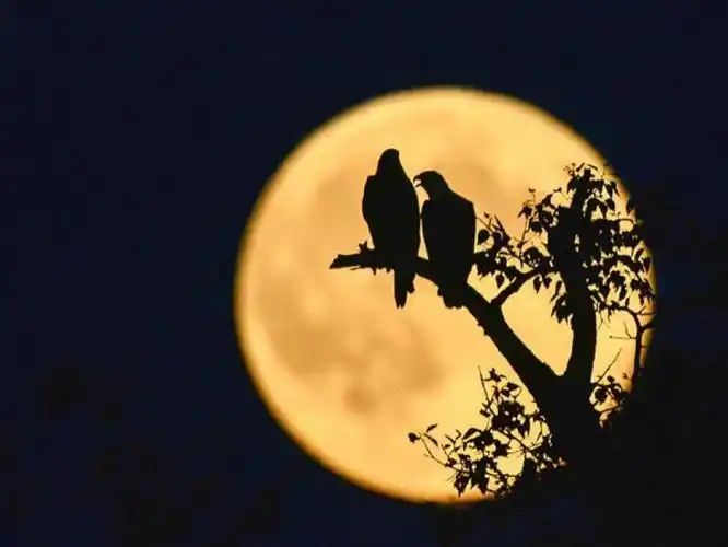 光吃月饼可还不够教你中秋节怎样用相机拍好月亮