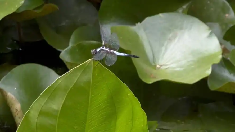 逛植物园的时候看到了停在荷叶上超级可爱的蜻蜓,好可爱好清晰,心情都