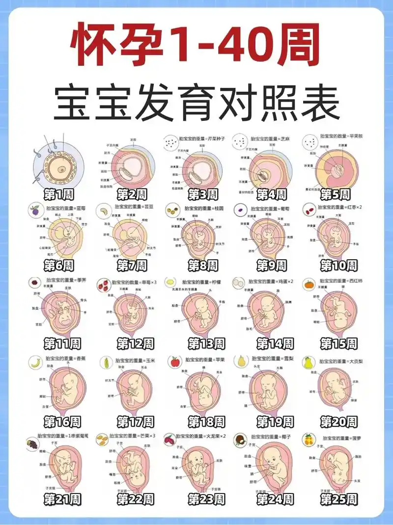 怀孕1-40周胎儿发育表96关键期别错过.