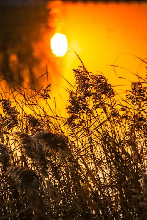 深秋的黎明,日出时分,湖面映衬着朝霞,水边芦花荡漾,一派浓浓的秋意.