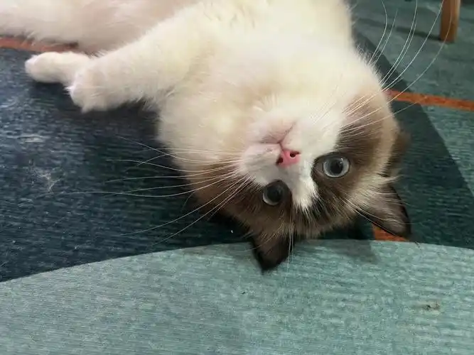 会撒娇的布偶猫