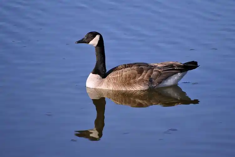 加拿大黑雁的图像集(第1期) - 自然摄影