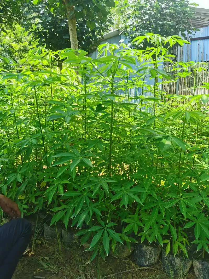 优惠大酬宾:大腹木棉小苗50一1米高大腹木棉30一45公分 - 抖音