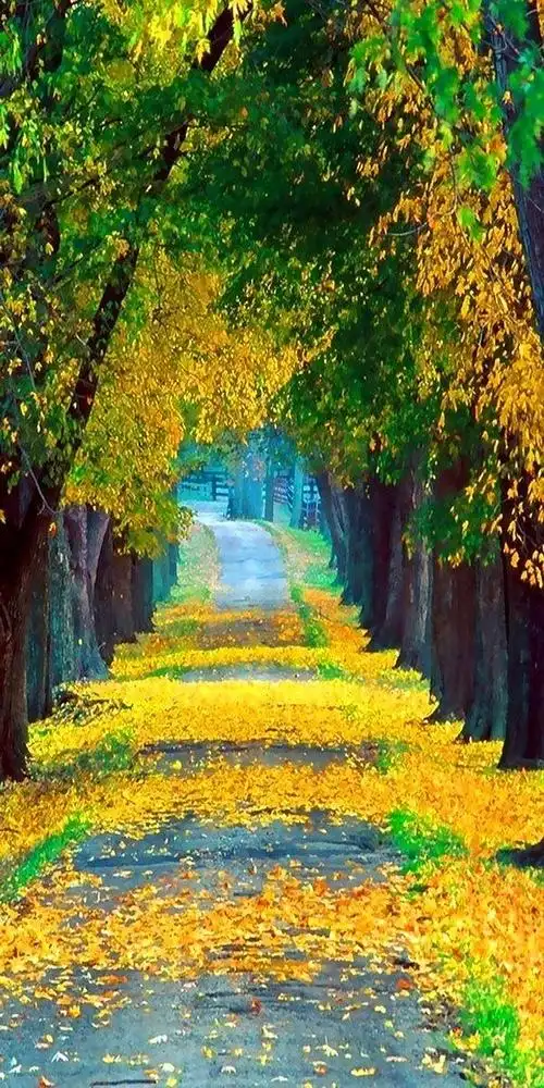 路# 唯美 小清新 治愈 大气磅礴 摄影 人物 植物 怀旧 封面 风景