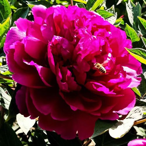 洛阳牡丹花苗盆栽地栽庭院大花牡丹花重瓣牡丹花树苗 卷叶红(5-7分支)