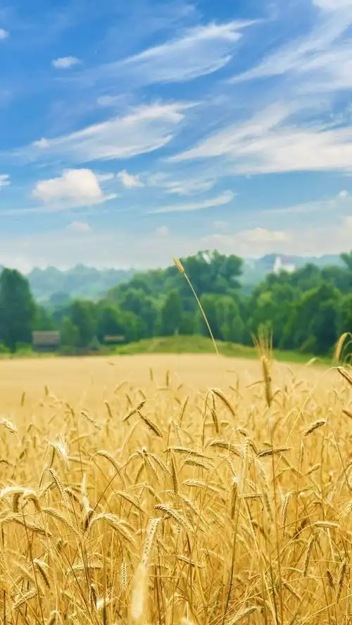 秋天的田野充满金色麦穗,溶合稻花香音乐变成一幅美丽画面.
