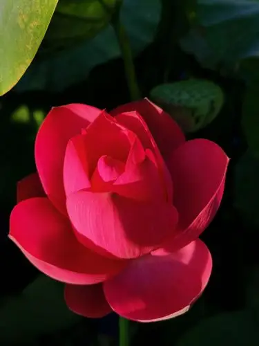 第一次看红色的荷花