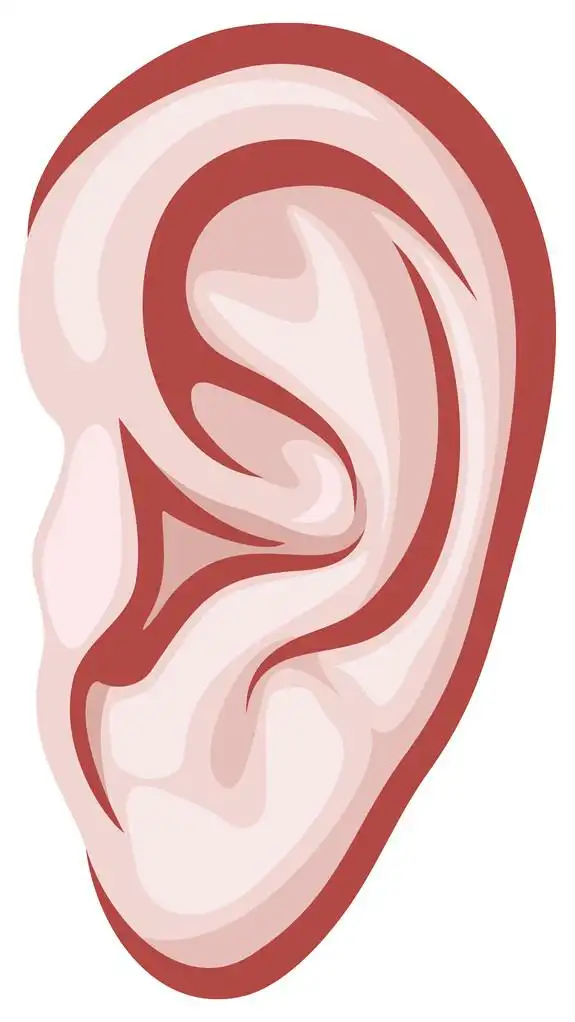 矢量耳朵,矢量耳朵