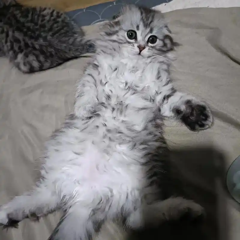 贵阳长毛美短妹妹找新家啦,妹妹性格比较胆小害羞 自家养的猫下 - 抖