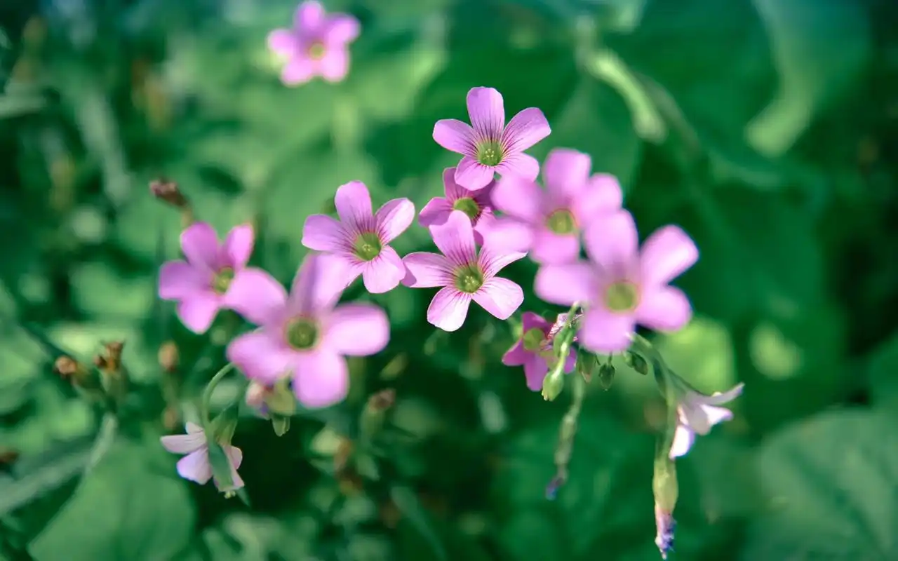 清新护眼植物花卉高清图片电脑壁纸