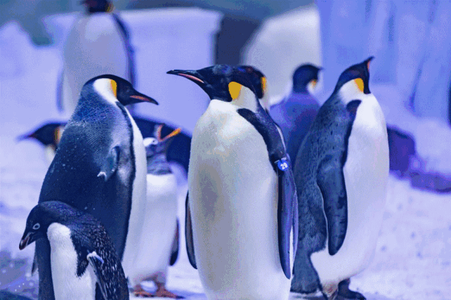 640_426gif 动态图 动图