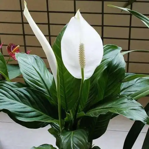 一帆风顺土养怎么浇水(一帆风顺花是在土里养还是水里)