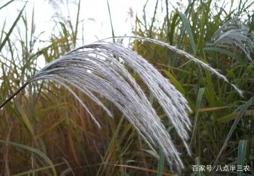 这些农村的野果子,承载了一代人的回忆,在农村呆过都会知道