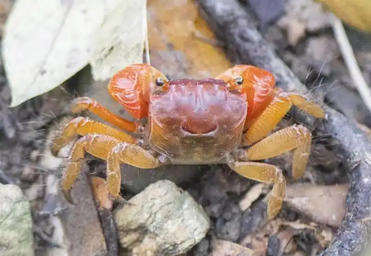 红树林里的小螃蟹