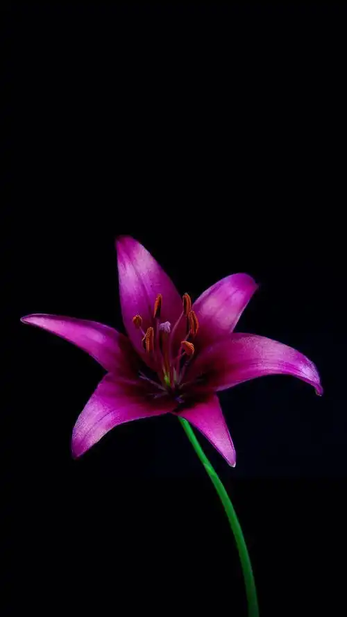 鲜花,植物,鲜花,鲜艳,植物,花朵,手机壁纸各种各样的鲜花