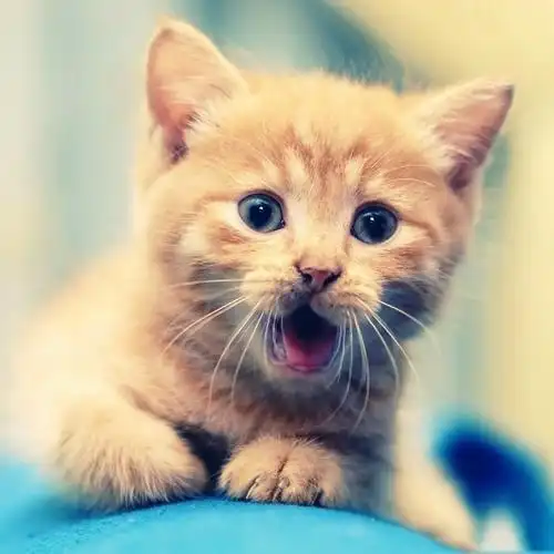 唯美可爱萌宠猫咪图片