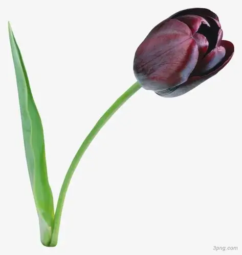 郁金香花素材png素材透明免抠图片-产品实物