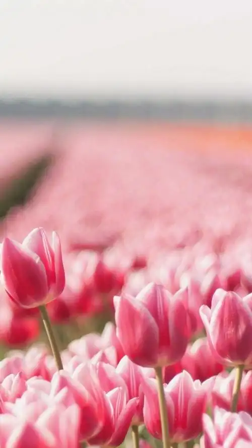 清新养眼夏季花卉唯美写真,高清图片,手机锁屏桌面-壁纸族
