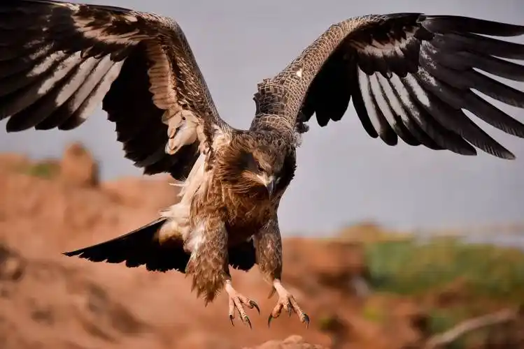 世界十大最凶猛的雄鹰排行榜每一个都是英姿飒爽
