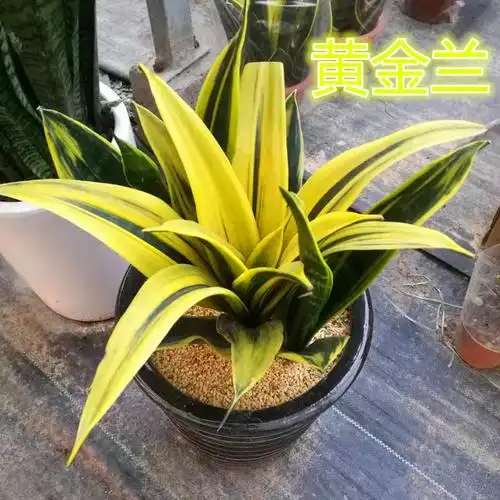金边金边龙蛇兰黄金兰龙舌兰大苗多年生开花多肉植物 水培虎皮兰3棵