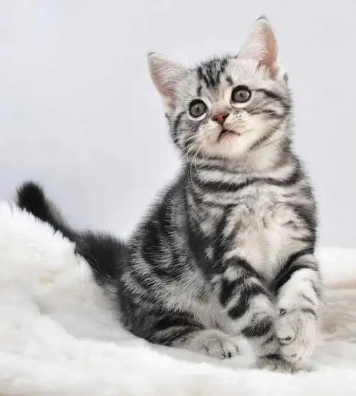 美国短毛猫图片