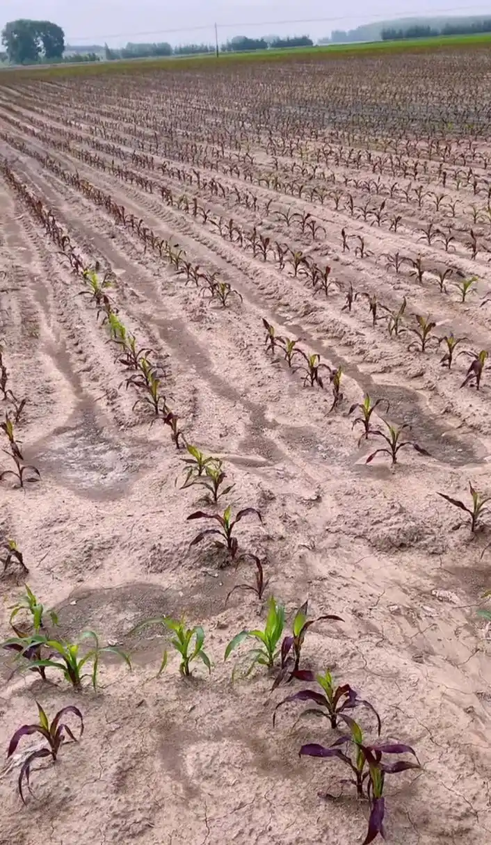 今年种的玉米,玉米苗倒是都长出来了,可怎么好多都变成紫色了?