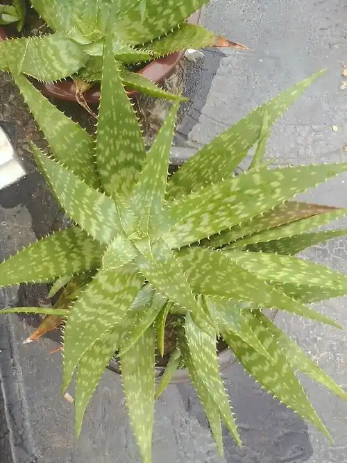 30种芦荟品种介绍(图文并茂)