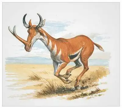 现代动物七大最神奇祖先:马祖先有角,龟无壳/图(1)_科技频道_光明网