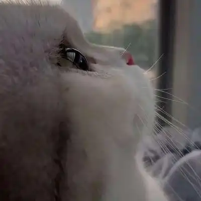 甜酷有个性萌宠小猫头像合集 超级萌超级可爱卡哇伊的小猫头像_动物