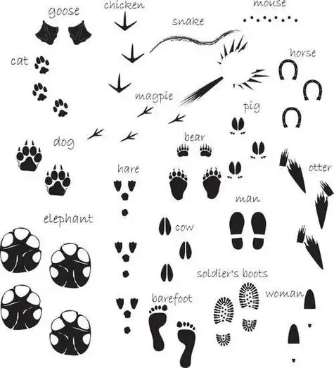 儿童简笔画动物的脚印