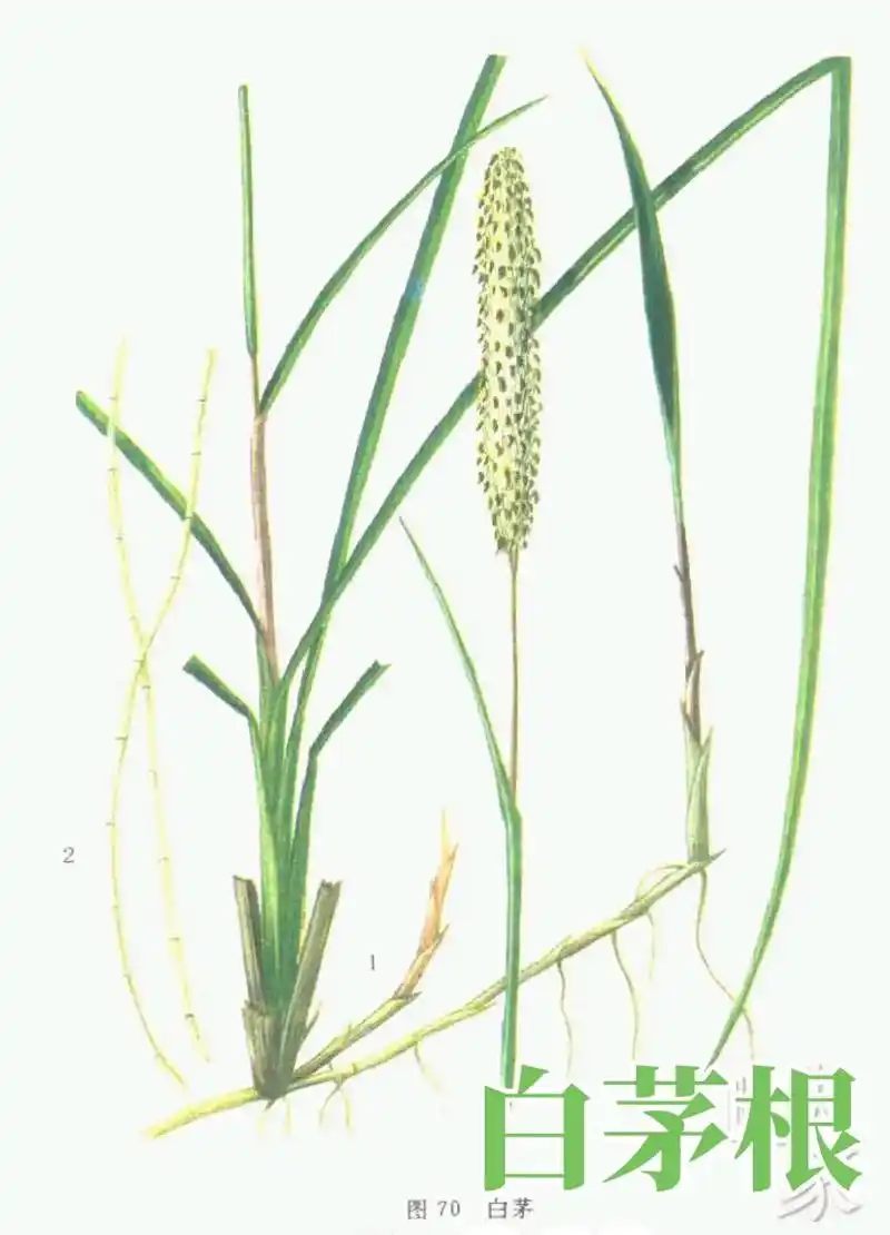 白茅根:洗净,微润,切段,干燥,除去碎屑. 茅根炭: - 抖音