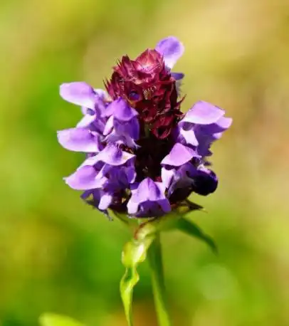 白花夏枯草的功效与作用