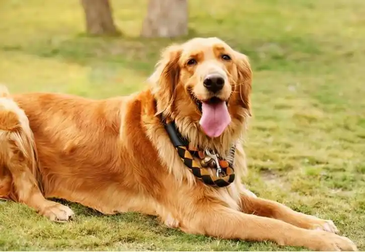 养狗首选!这6种宠物狗,优点多缺点少