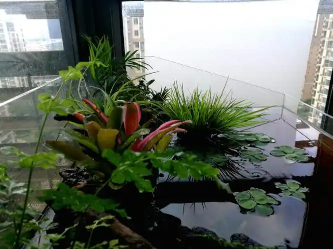 三个月免维护的阳台小水陆