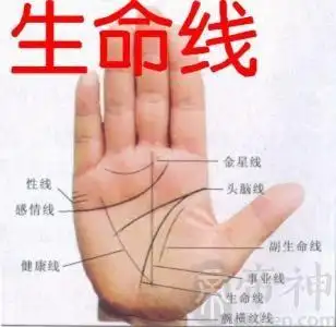 内生命线手相在哪 生命线的影响解析