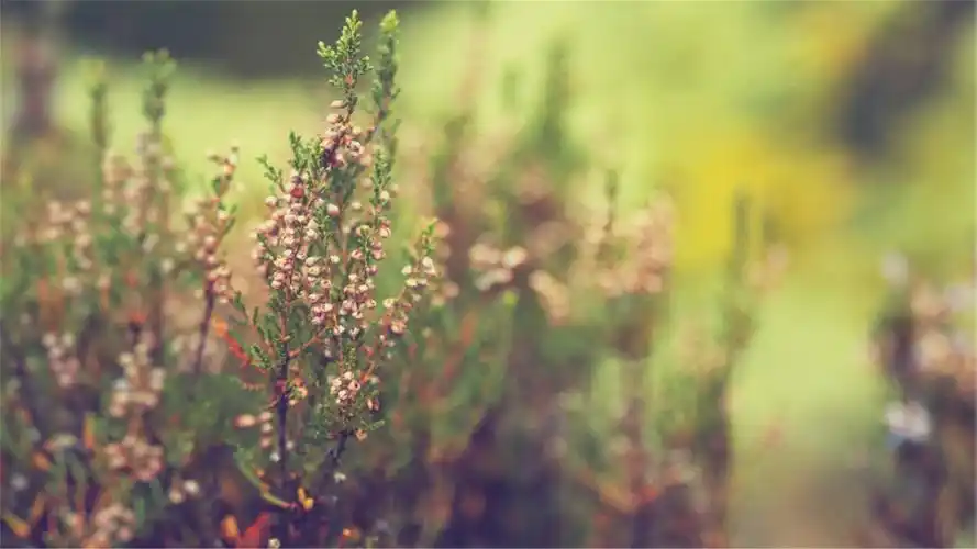 抖音最火的晚安心语,有没有一句戳心?