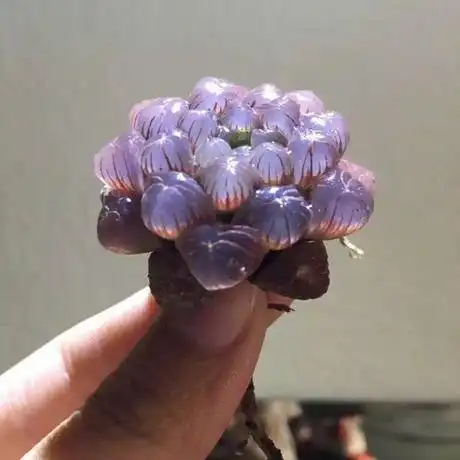 多肉植物 玉露 大窗 紫姬玉露 实生 图一图二出状态图