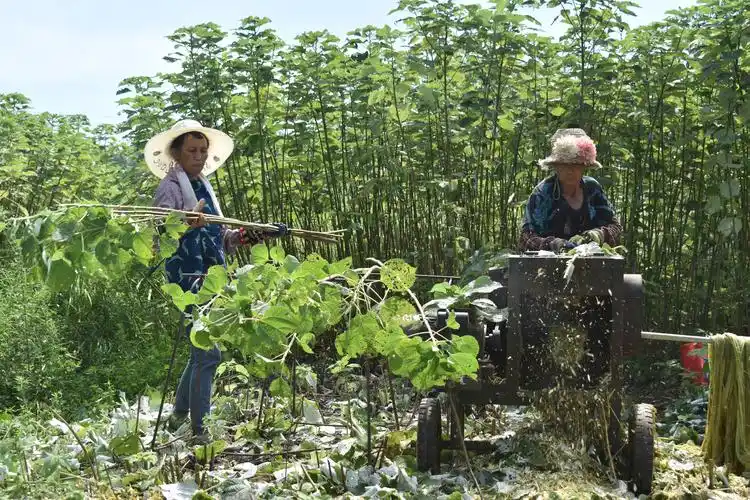 浮屠镇山下村广通生态种养殖专业合作社,只见一片绿油油的苎麻基地里