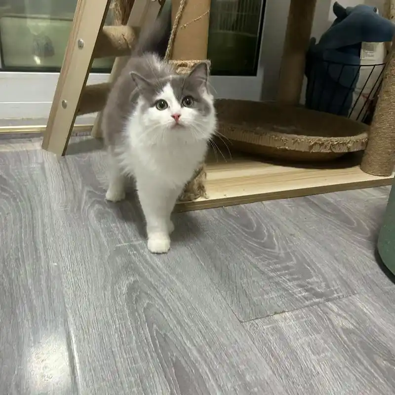 ①长毛蓝白妹妹②短毛蓝白弟弟③短毛蓝猫 - 抖音