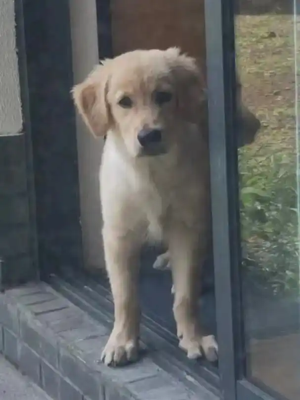 寻狗启示大理金毛四个月酬谢5000