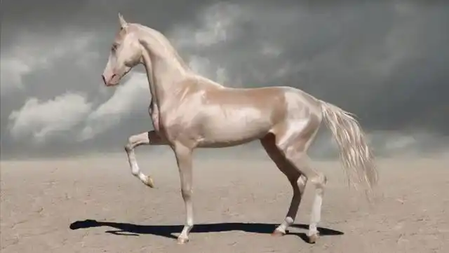 马的种类及图片和介绍,马的种类及图片大全(盘点全球八大马匹)