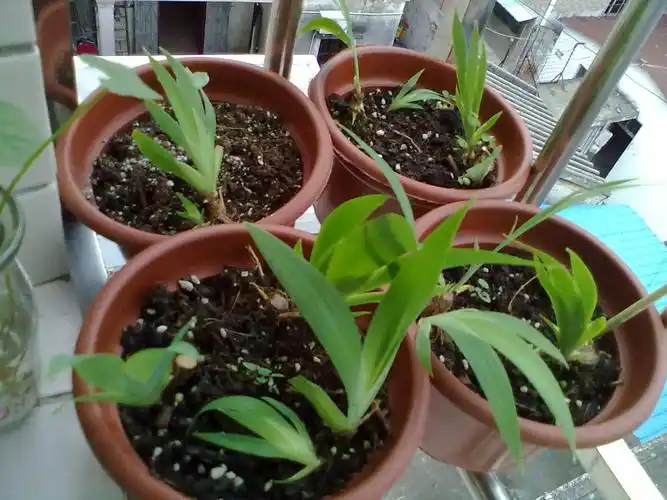 可是现在才长10几厘米高!鸢尾不是4-5月份就可以开花了吗?